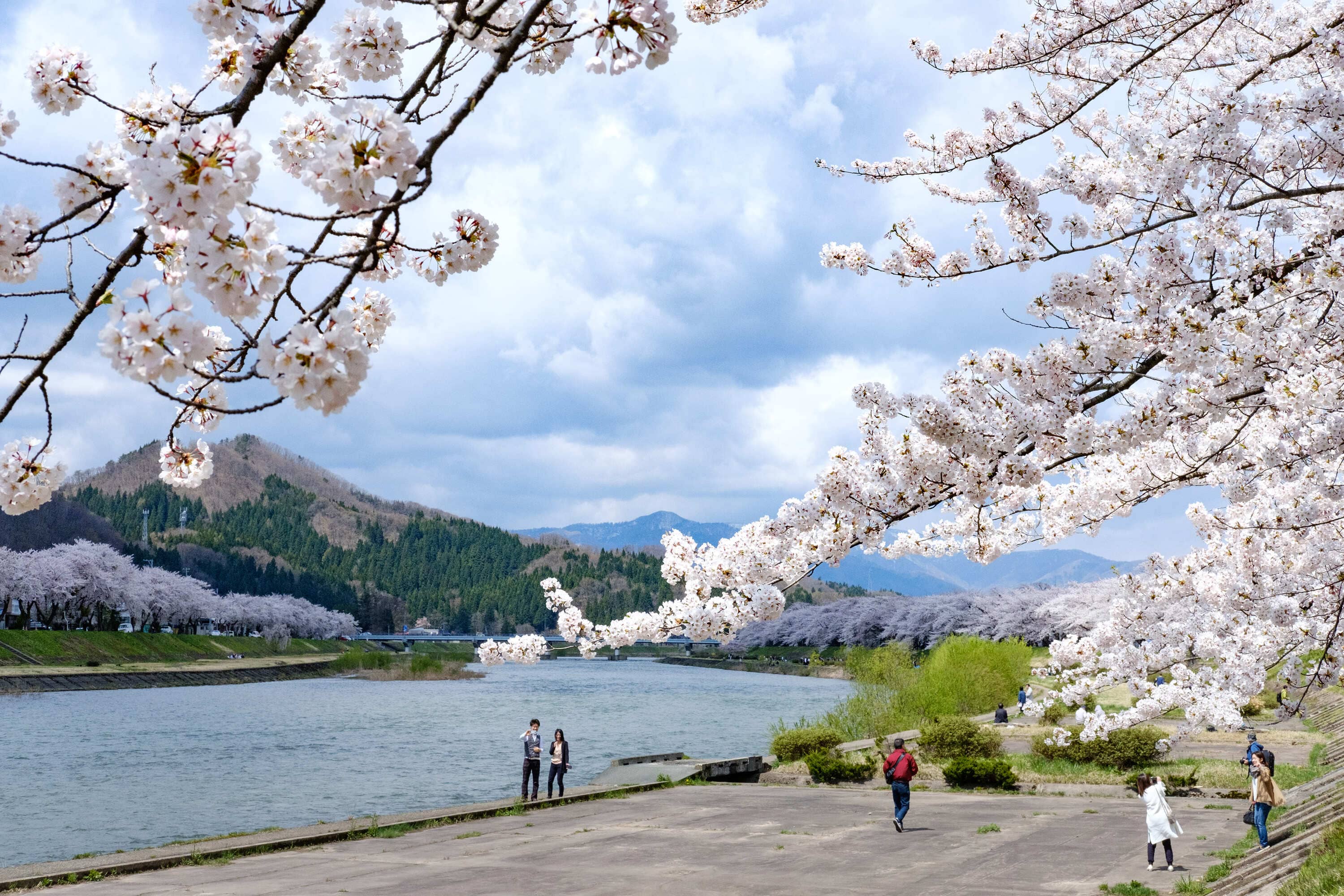 桜の木と風景